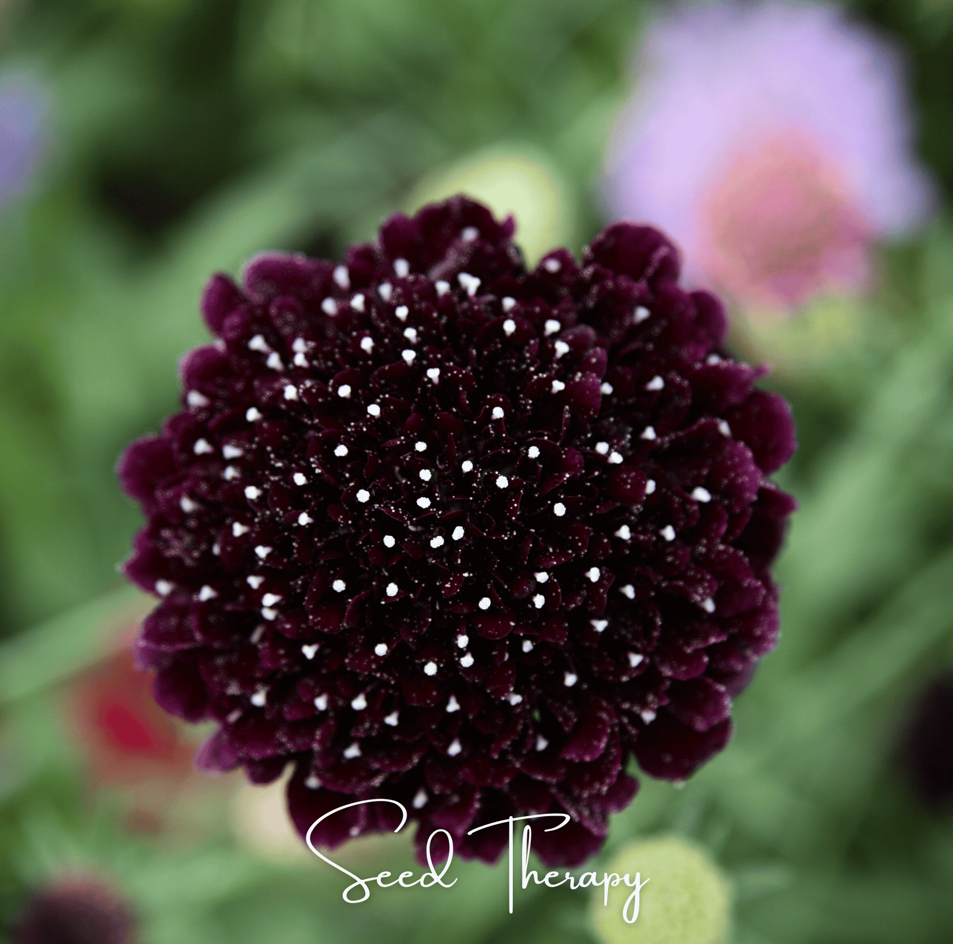 Black Knight Scabiosa seeds from Southern Seeds, showcasing dark purple flower buds and green foliage, ready for planting.