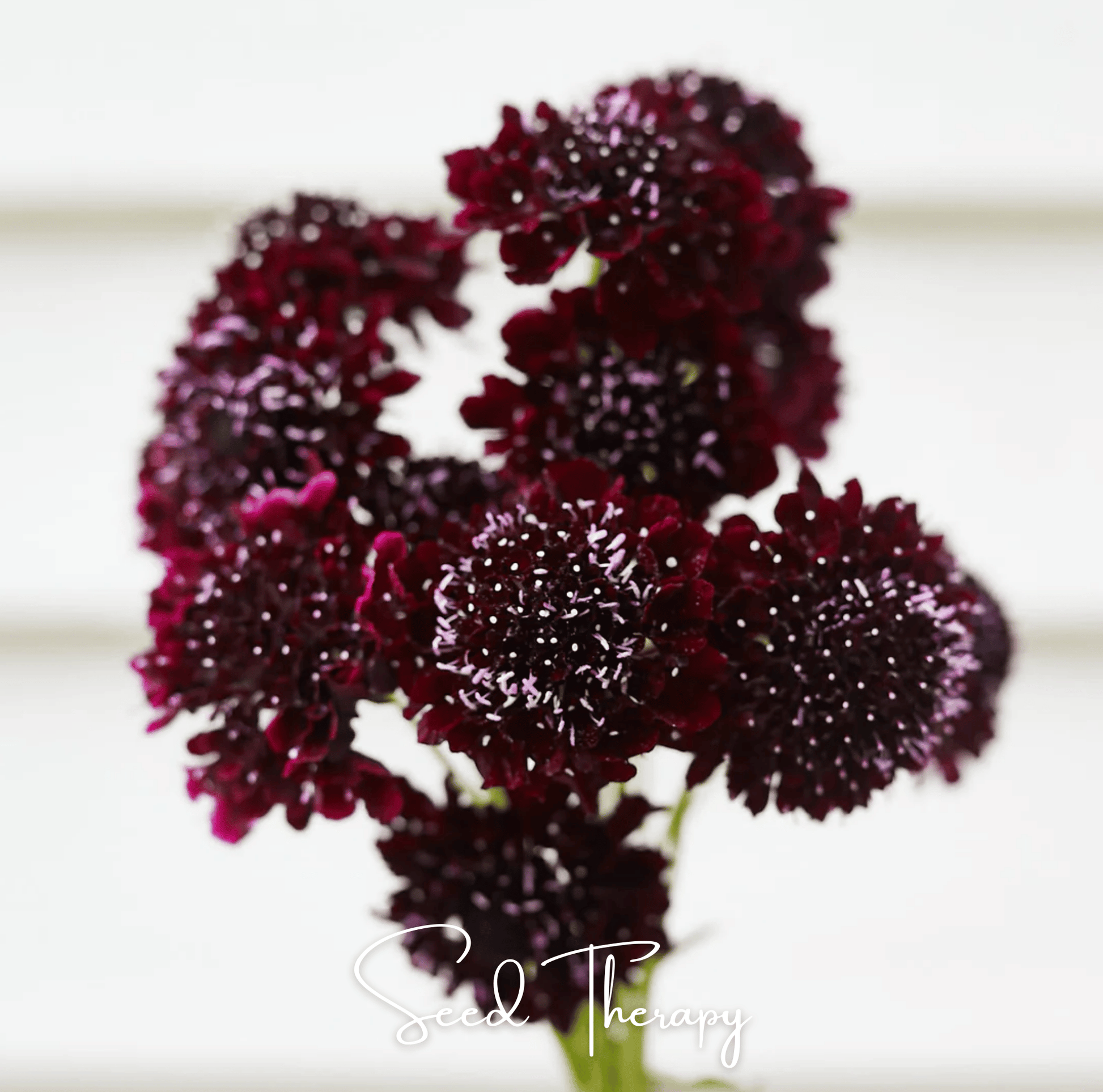 Black Knight Scabiosa seeds from Southern Seeds, 30 black flowering perennial plant seeds for garden planting.