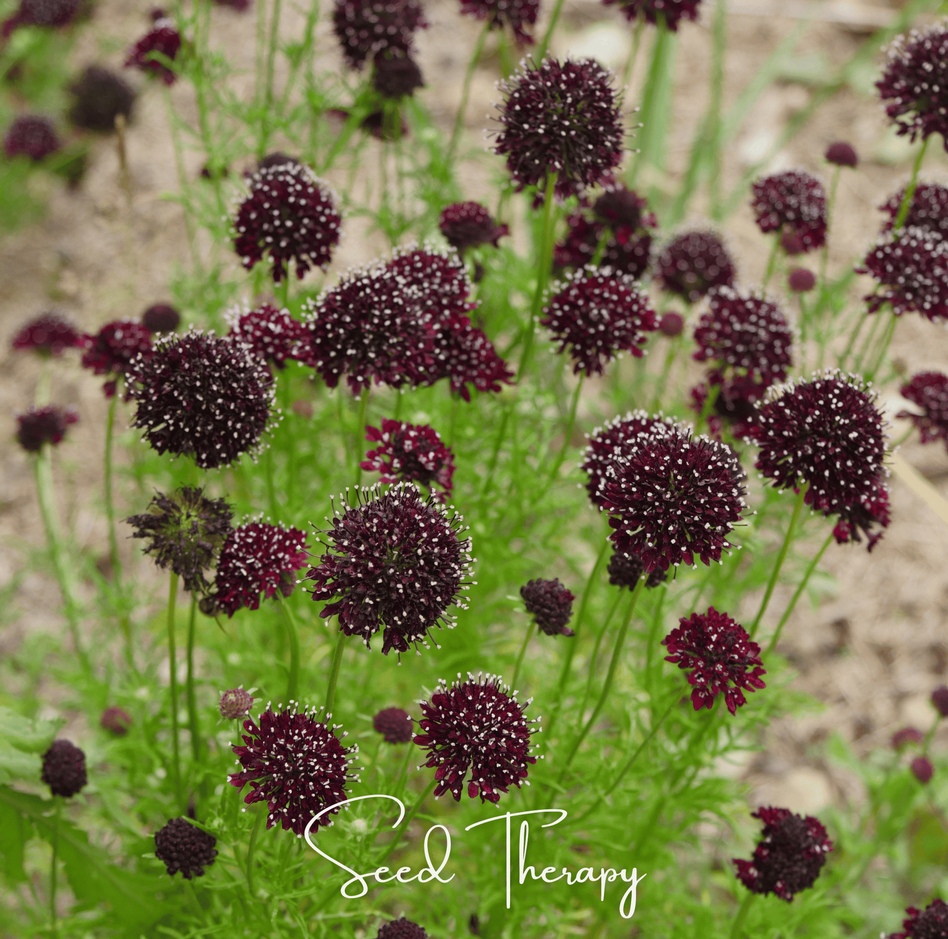 Black Knight Scabiosa seeds by Southern Seeds, featuring dark purple flowers and green foliage, ideal for garden planting.