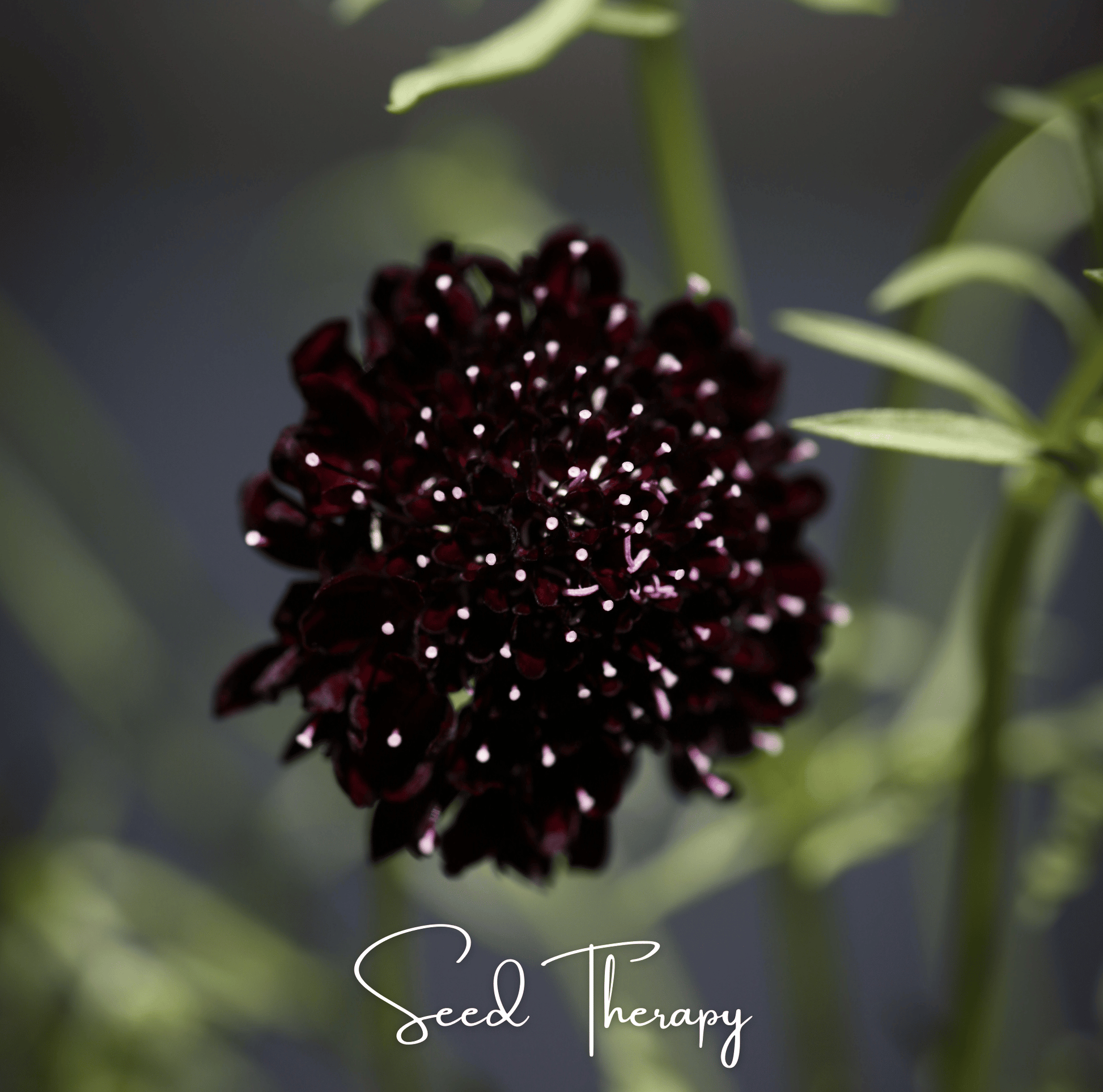 Black Knight Scabiosa seeds from Southern Seeds, showing dark purple flower buds and green foliage on a gardening background.