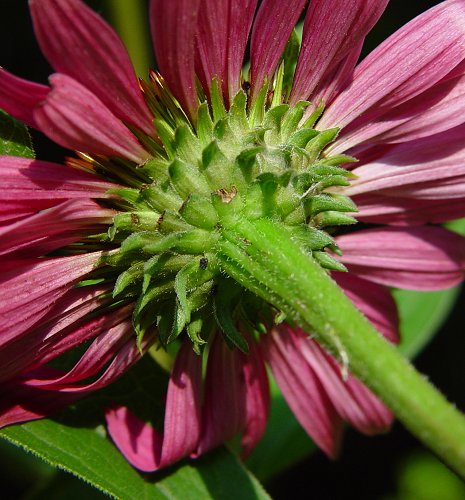 Bright purple Echinacea Purpurea flowers with tall stems and green foliage, grown by Seattle Seed Company.