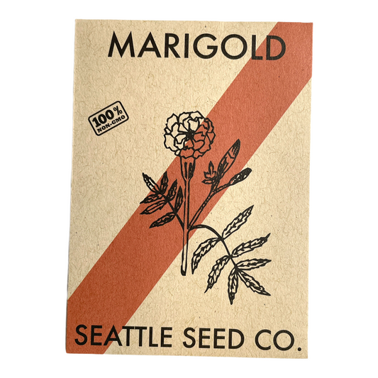 Bright marigold Crackerjack flowers from Seattle Seed Company, showcasing vibrant orange blooms with green foliage.