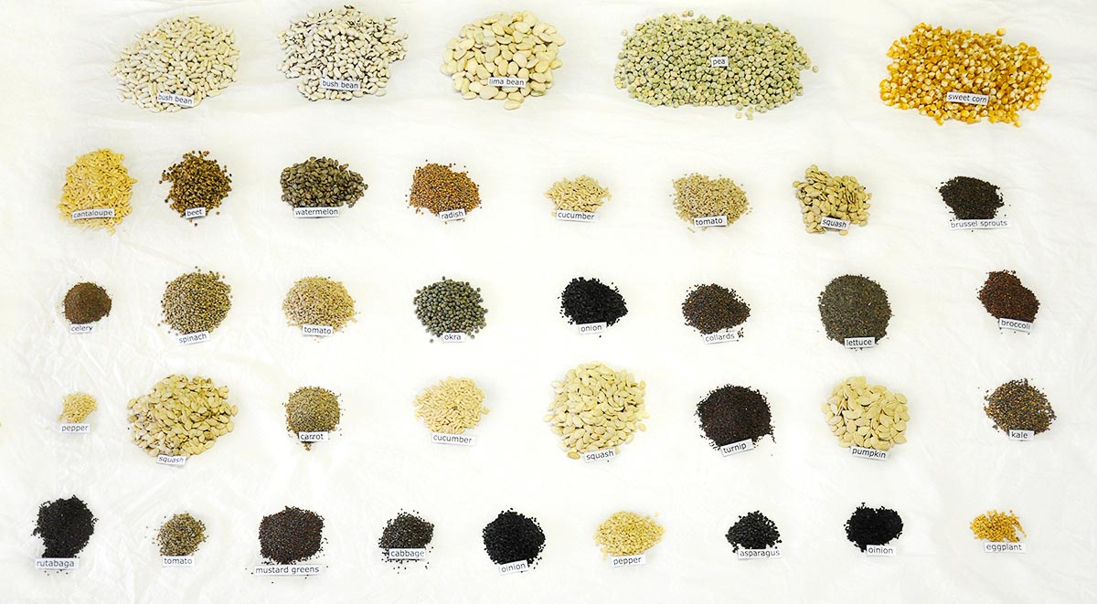 Heaven's Harvest Heirloom Max Seed Kit with 39 varieties of premium survival seeds laid out on a surface.