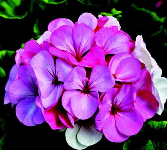 Packet of Pinto Premium White to Rose Geranium flower seeds from Seeds 'n Such, showing 10 seed grains on a white background.
