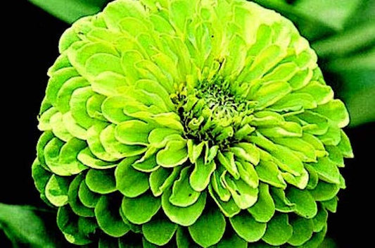 Packet of Envy Zinnia flower seeds from Seeds 'n Such, showcasing 100 vibrant seed packets for garden planting.