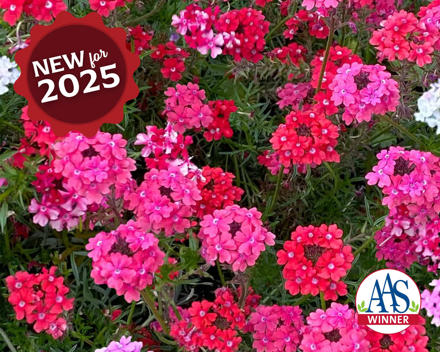 Packet of Sweetheart Kisses Verbena flower seeds from Seeds 'n Such showing a colorful seed packet for planting and garden decoration.