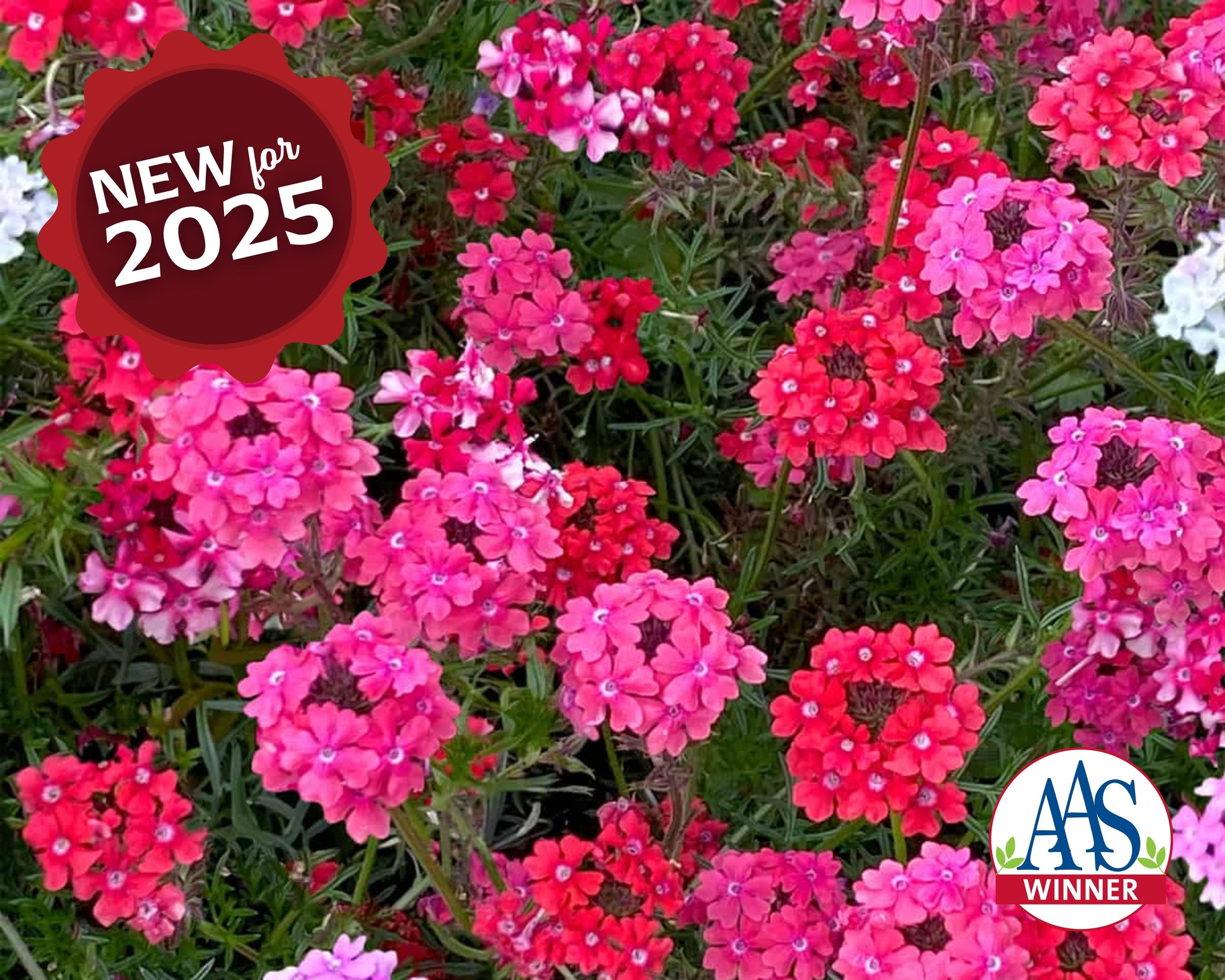 Packet of Sweetheart Kisses Verbena flower seeds from Seeds 'n Such showing a colorful seed packet for planting and garden decoration.