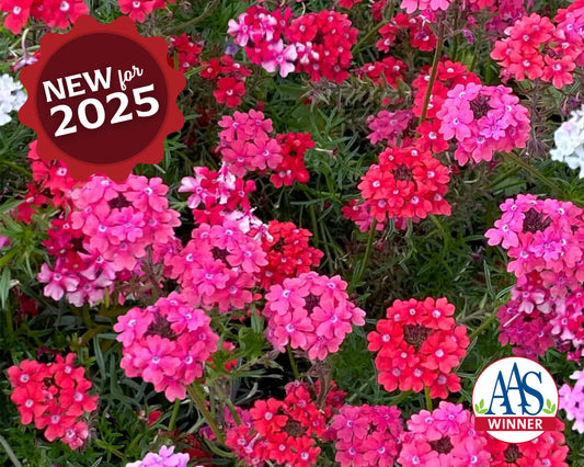 Packet of Sweetheart Kisses Verbena flower seeds from Seeds 'n Such showing a colorful seed packet for planting and garden decoration.