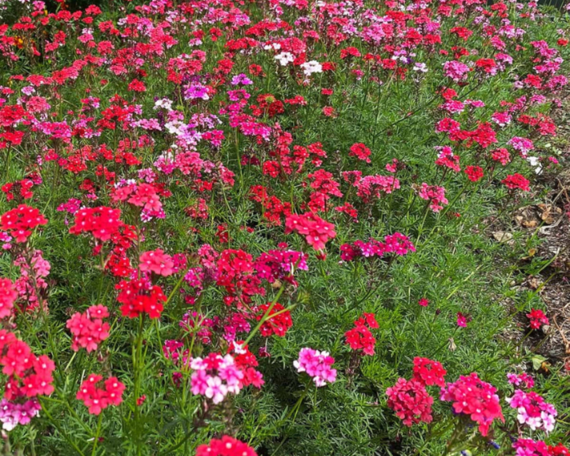 Packet of Sweetheart Kisses Verbena flower seeds from Seeds 'n Such, showing a colorful seed packet with vibrant floral illustrations.