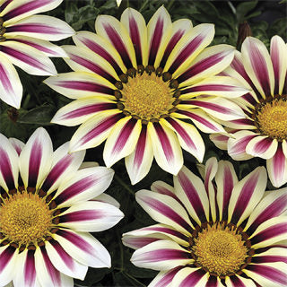 Packet of Big Kiss White Flame Hybrid Gazania flower seeds from Seeds 'n Such, showing 15 seeds in a colorful seed packet.