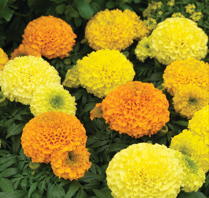 Packet of Antigua Hybrid Series Formula Mix Marigold flower seeds from Seeds 'n Such, showing colorful seed packet with marigold illustrations.