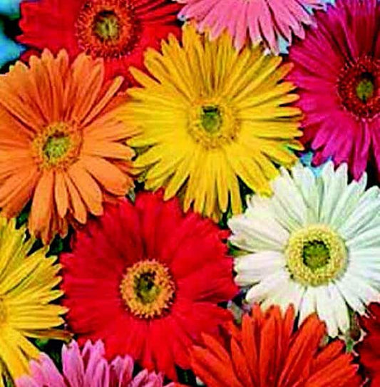 Packet of Seeds 'n Such California Giants Mix Gerbera Daisy flower seeds with 20 seeds in a colorful packet.