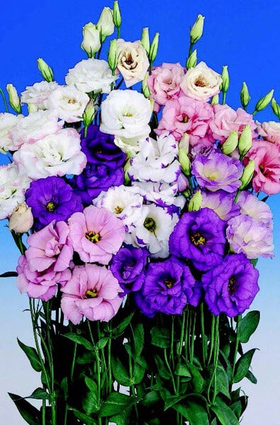 Packet of Seeds 'n Such Echo Double Hybrid Mix Lisianthus flower seeds showing colorful seed packet for planting.