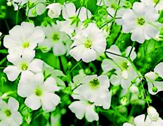 Packet of Seeds 'n Such Covent Garden Baby's Breath flower seeds showing a colorful seed packet with 200 seeds.