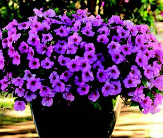 Packet of Hybrid Easy Wave Pink Passion Spreading Petunia flower seeds from Seeds 'n Such, showing a colorful seed packet with flower images.