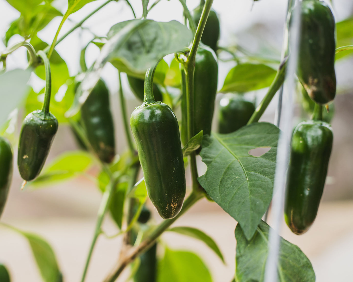 Packet of Goliath Jalapeno hybrid pepper seeds from Seeds 'n Such, featuring bright seed packet with seed details and branding.