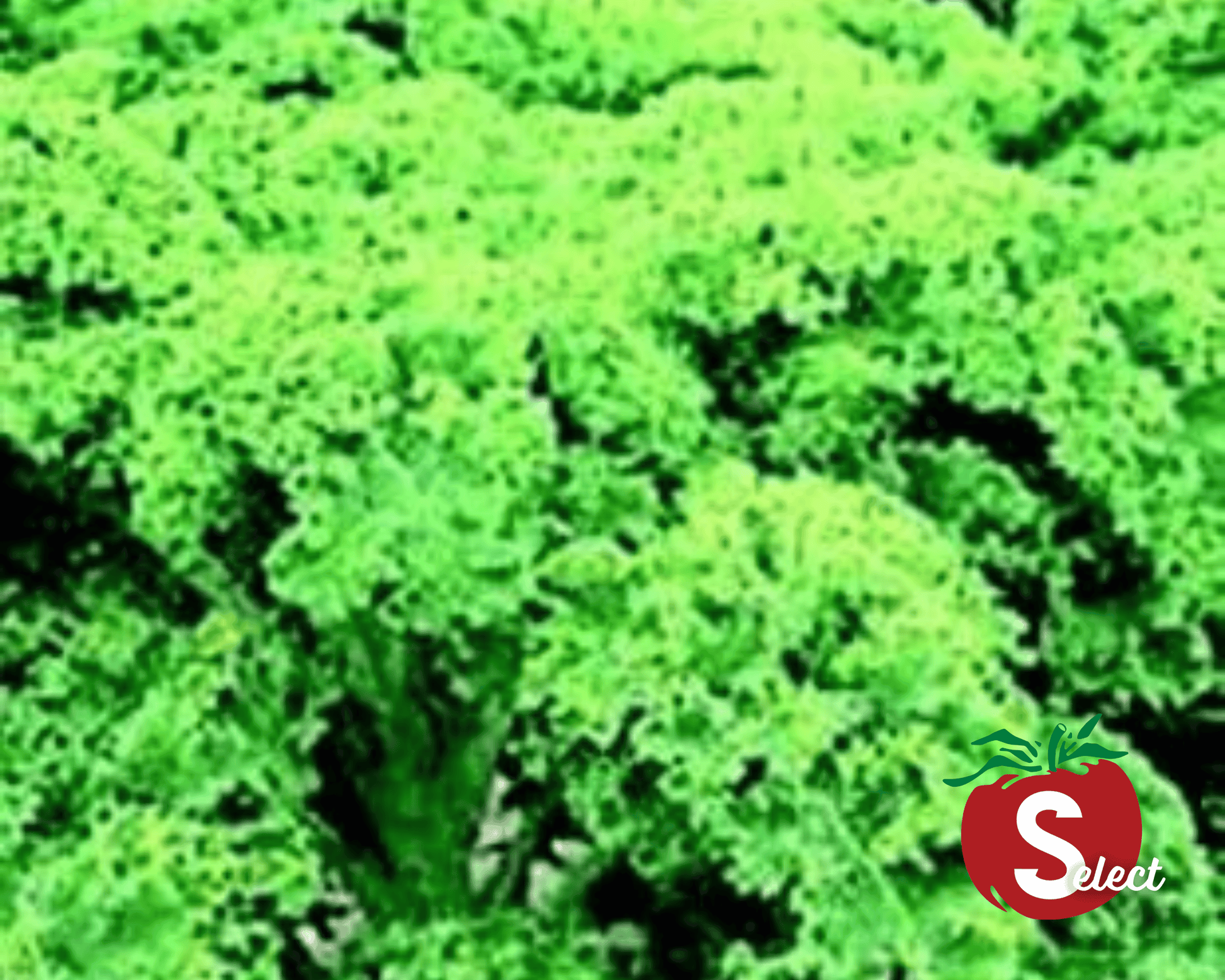 Packet of Seeds 'n Such Dwarf Blue Curled Kale Seeds showing 500 seeds in a colorful packet for planting and gardening.