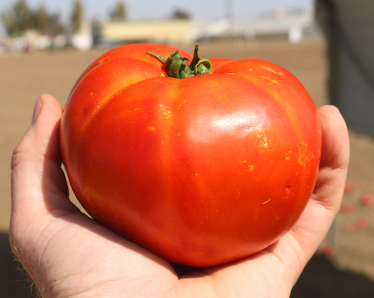 Florida 91 Hybrid Tomato Seeds packet from Seeds 'n Such, featuring 8-10 tomato seeds for planting.