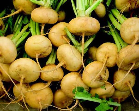 Golden Ball Turnip seeds packet from Seeds 'n Such, featuring bright yellow turnip bulbs and green leafy tops.