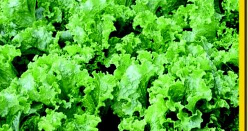 Green Ice Lettuce seeds packet from Seeds 'n Such, showing a close-up of the seed packet with green lettuce seeds.