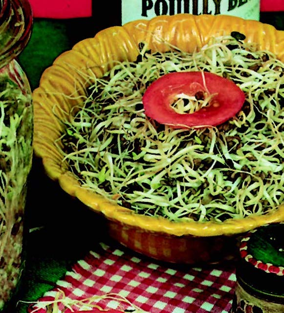 Packet of Seeds 'n Such Old Mexico Microgreens Mix Seeds showing vibrant microgreens on the front of the packet.