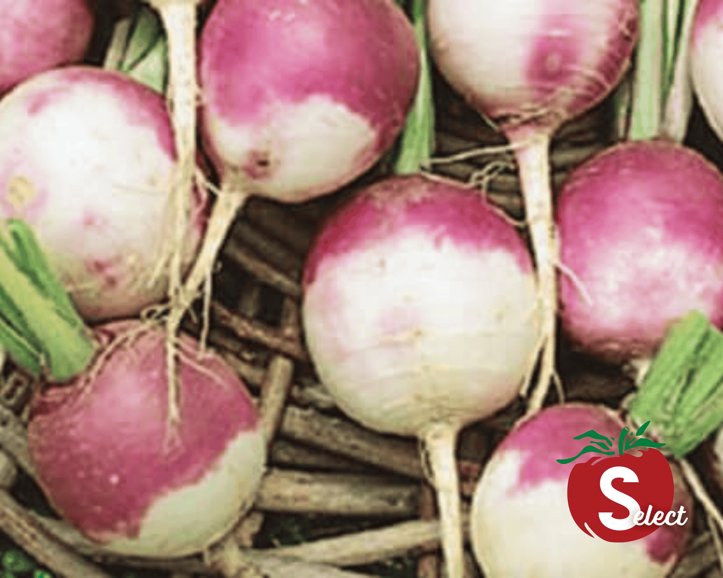 Packet of Seeds 'n Such Purple Top White Globe Turnip seeds showing a colorful seed packet with turnip illustrations.