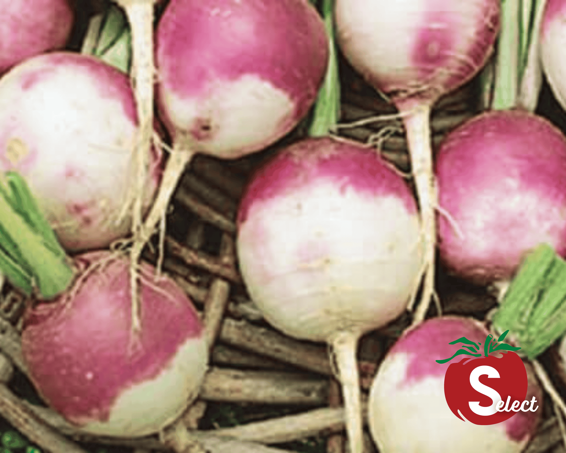 Packet of Seeds 'n Such Purple Top White Globe Turnip seeds showing a colorful seed packet with turnip illustrations.