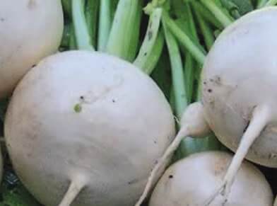 Packet of Seeds 'n Such Shogoin Turnip Seeds with 1,000 seeds for planting and growing turnips in the garden.
