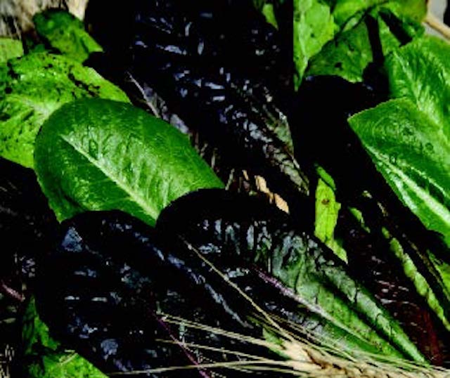 Packet of Seeds 'n Such Tricolor Romaine Lettuce Blend seeds showing colorful lettuce seed packet for garden planting