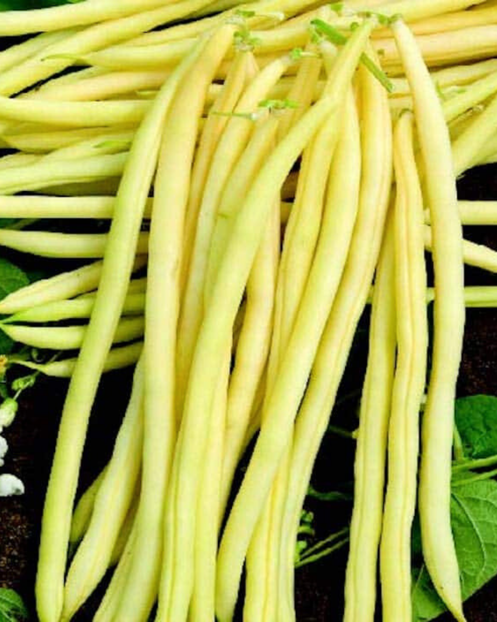 Monte Gusto bean seeds packet by Seeds 'n Such showing 1.2 oz of vibrant bean seeds in a clear packet.