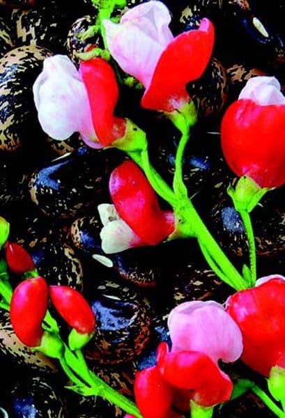 Painted Lady Runner Bean Seeds from Seeds 'n Such in a packet, showcasing vibrant colorful beans and green beans inside.