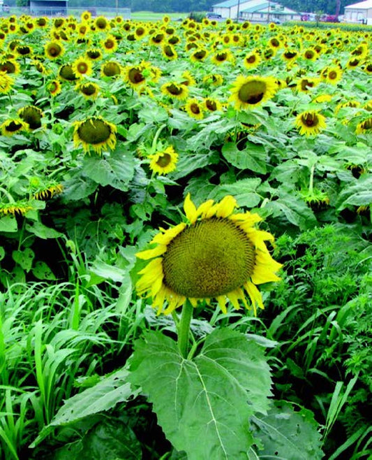 Packet of Seeds 'n Such Mammoth Russian Sunflower seeds showing bright yellow sunflower seeds in a 1 oz packet.