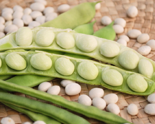 Packet of Lazy Housewife Bean Seeds by Seeds 'n Such, showing vibrant bean seeds in a clear seed packet.