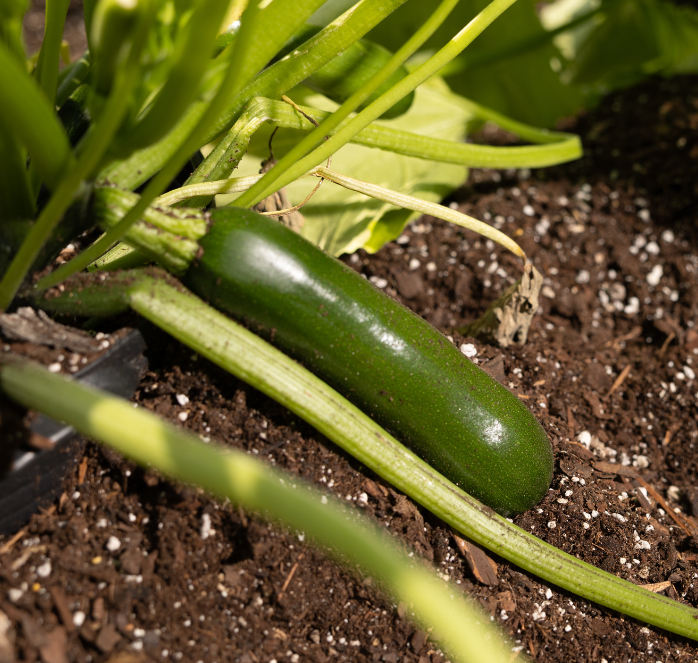 Packet of Spineless Supreme Hybrid Zucchini Seeds by Seeds 'n Such showing 10-12 seeds in a clear seed packet.