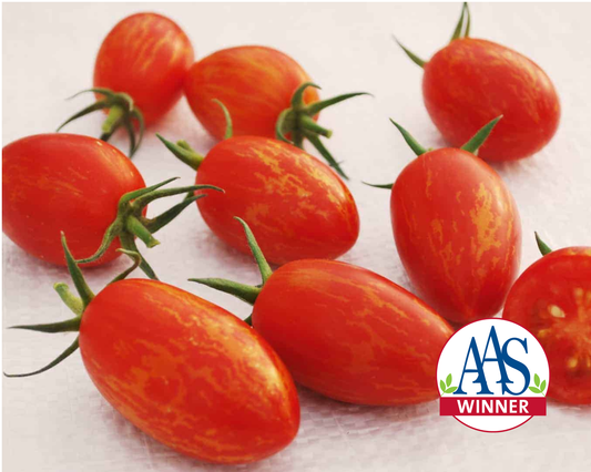 Red Torch Hybrid Tomato Seeds packet from Seeds 'n Such, showing a close-up of seed packet with seed variety and branding.