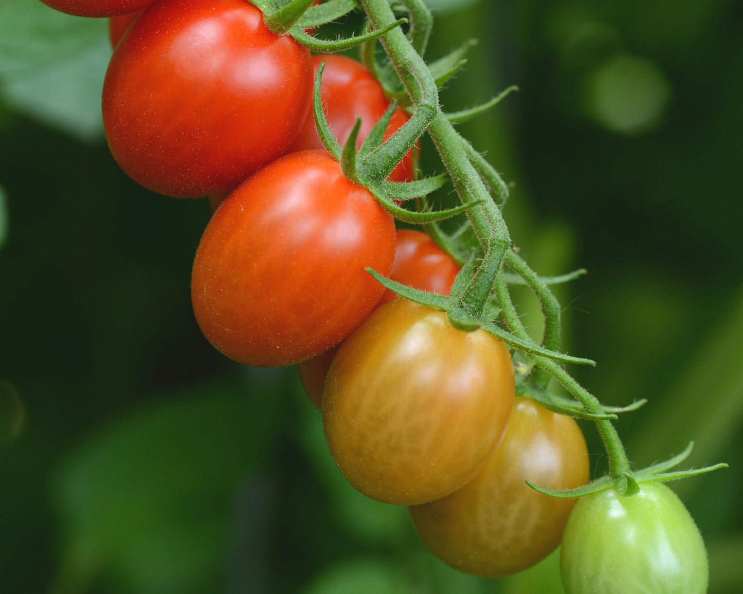 Packet of Sugar Rush Hybrid Tomato Seeds from Seeds 'n Such, showing 10-15 seeds in a colorful seed packet.