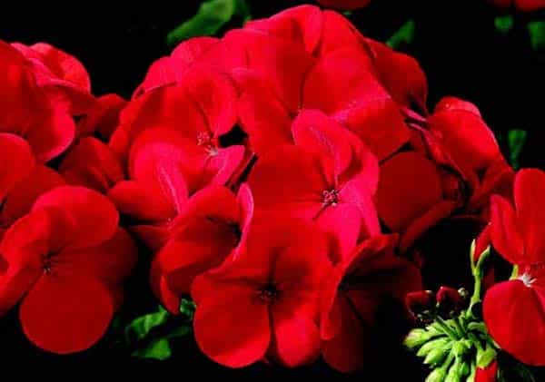 Packet of Big Red Hybrid Geranium Seeds from Seeds 'n Such, showing 10 vibrant seed packets for planting indoors or outdoors.