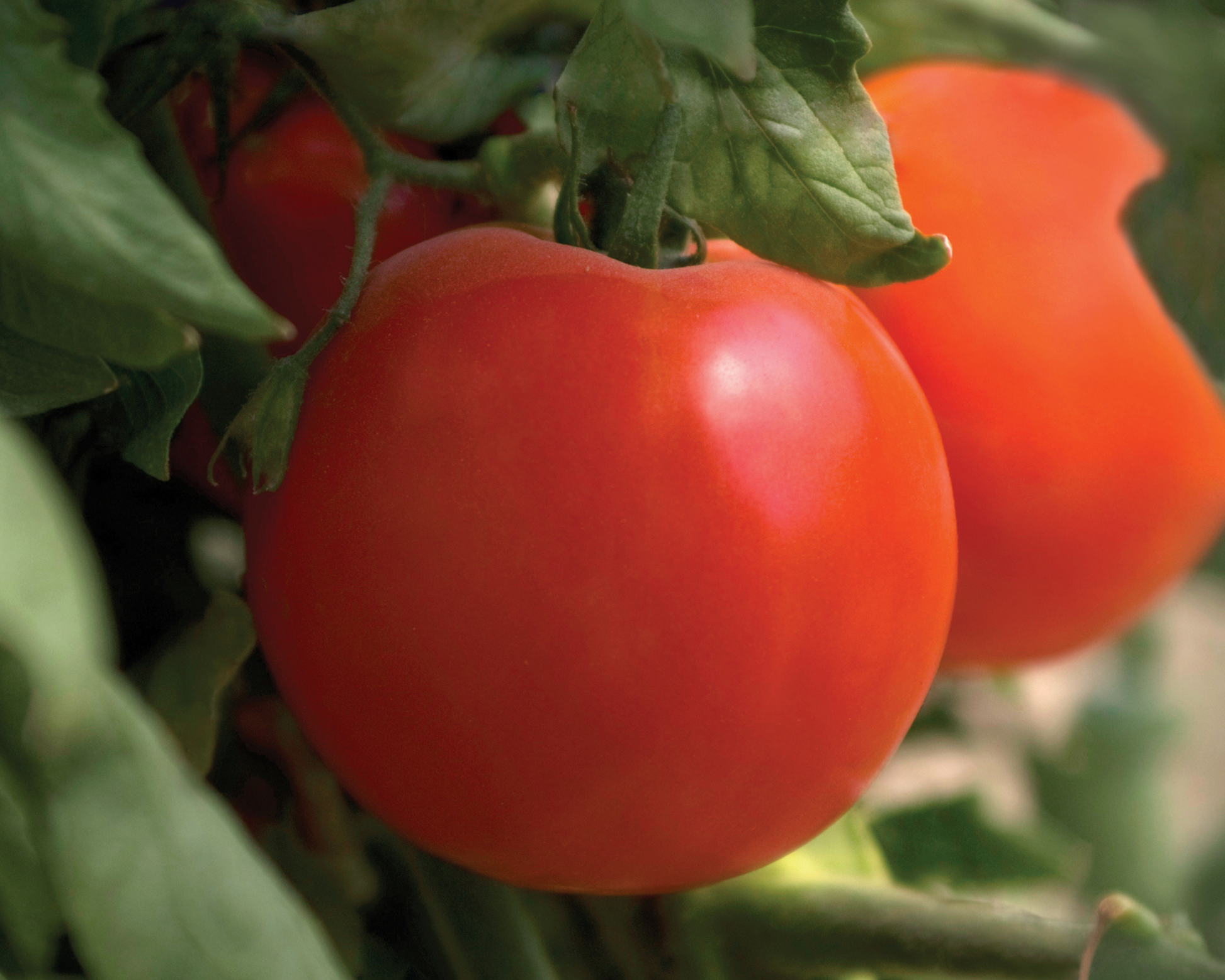 Packet of Seeds 'n Such Charger Hybrid Tomato Seeds showing a colorful seed packet with 10 seeds for growing tomatoes.