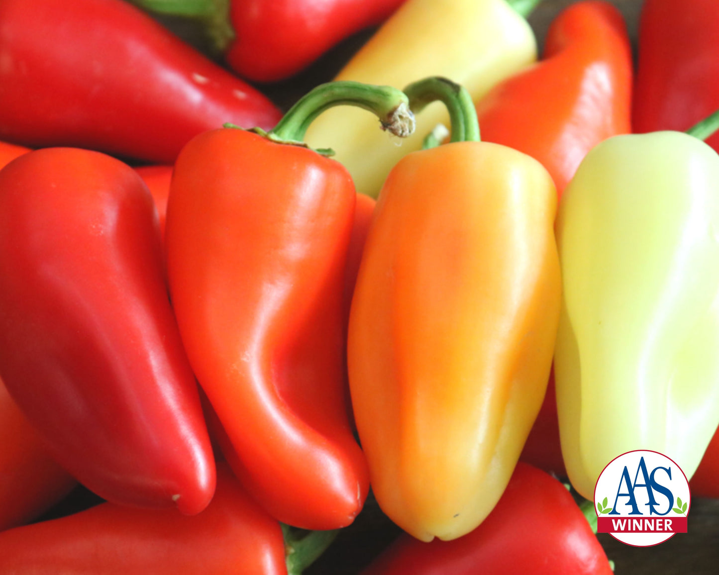 Packet of Seeds 'n Such Mariachi Hybrid Hot Pepper Seeds showing 10 seeds in a colorful packet.