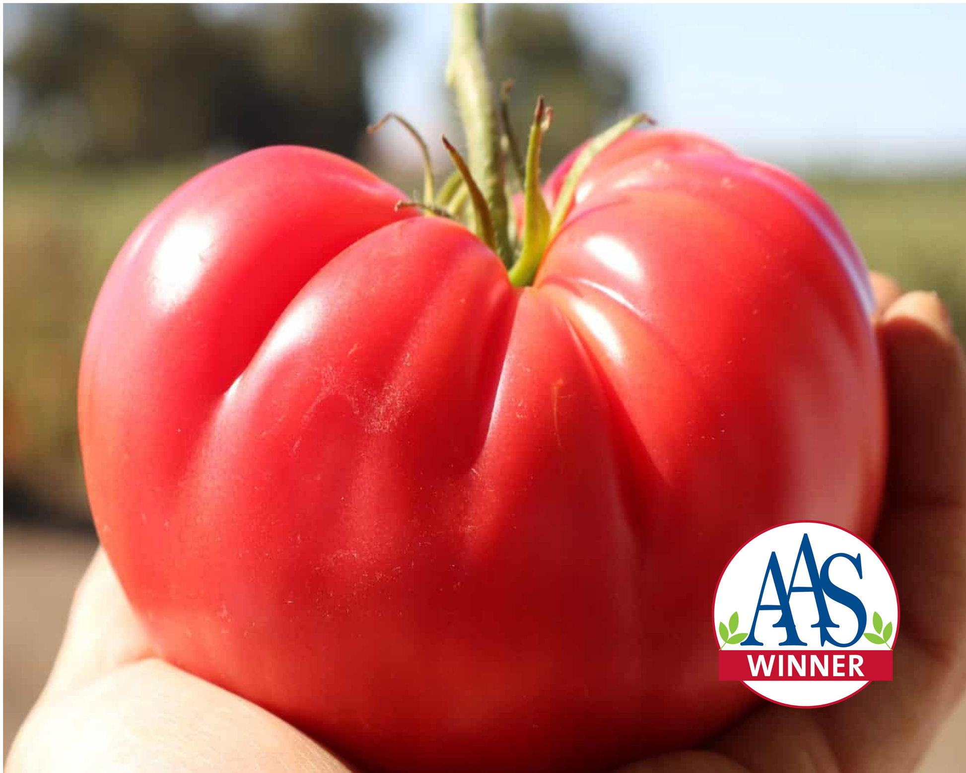 Pink Delicious Hybrid Tomato Seeds packet from Seeds 'n Such, showing 10 seeds inside a colorful packet.