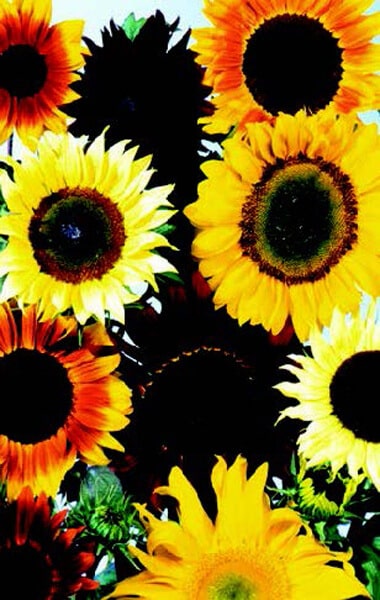 Packet of Seeds 'n Such Pro Cut Hybrid Mix Sunflower Seeds showing a colorful seed packet with sunflower seed illustrations.