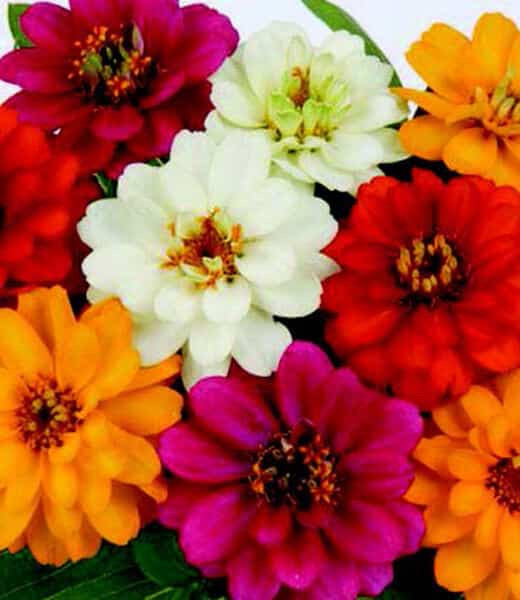 Packet of 10 Profusion Double Hybrid Formula Mix Zinnia seeds from Seeds 'n Such, showing colorful flower images on the packet.