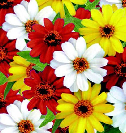 Packet of 10 Profusion Hybrid Sunrise Mix Zinnia seeds from Seeds 'n Such in a colorful seed packet.