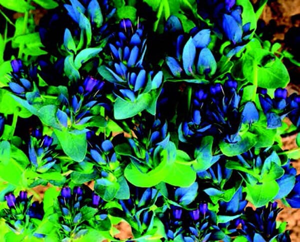 Packet of Purple Bells Cerinthe seeds by Seeds 'n Such, featuring 10 seeds for planting vibrant purple-flowered plants.