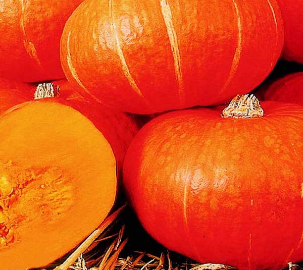 Packet of 10 Sunshine Hybrid Kabocha Squash Seeds from Seeds 'n Such, showcasing vibrant seed packets for planting.