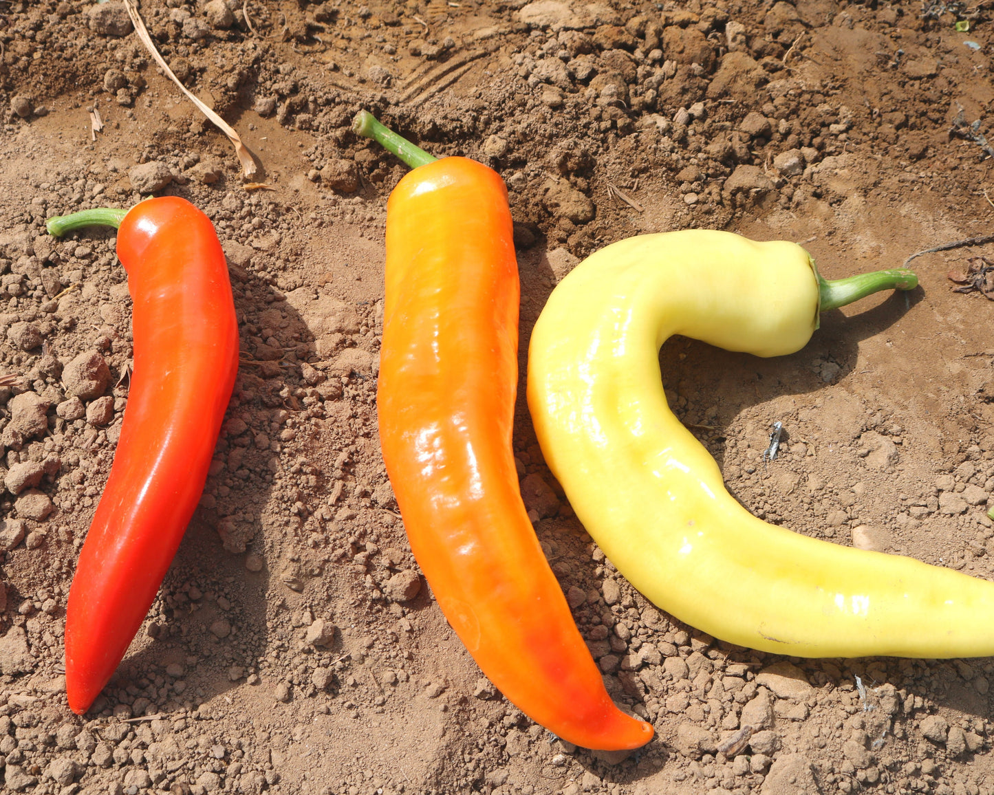 Packet of Seeds 'n Such Sweet Sunset Hybrid Pepper Seeds showing 10 seeds in a colorful packet.