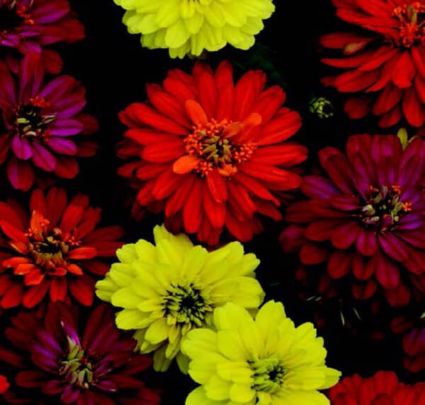 Packet of Zahara Double Brilliant Mix Zinnia Seeds from Seeds 'n Such showing colorful flower seed packets.