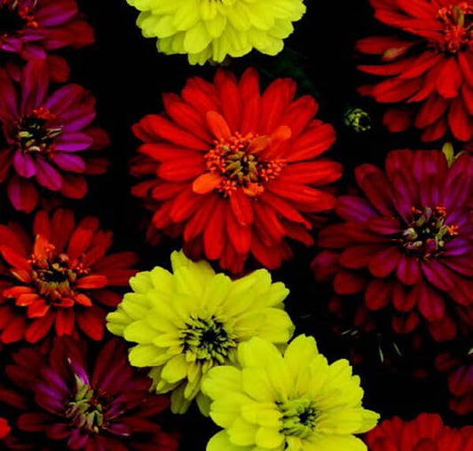 Packet of Zahara Double Brilliant Mix Zinnia Seeds from Seeds 'n Such showing colorful flower seed packets.