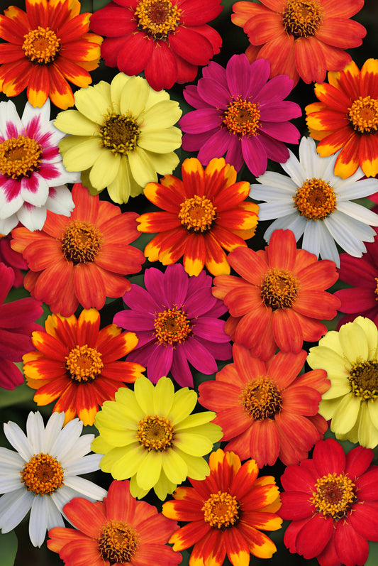 Packet of Zahara Series Formula Mix Zinnia seeds by Seeds 'n Such showing colorful flower seeds in a packet.