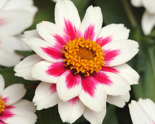 Packet of 10 Zahara Starlight Rose Zinnia seeds from Seeds 'n Such, featuring pink and rose-colored Zinnia flower images.